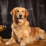 Champion Breed Golden Retriever